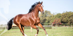 Magnesium, forår og friske heste